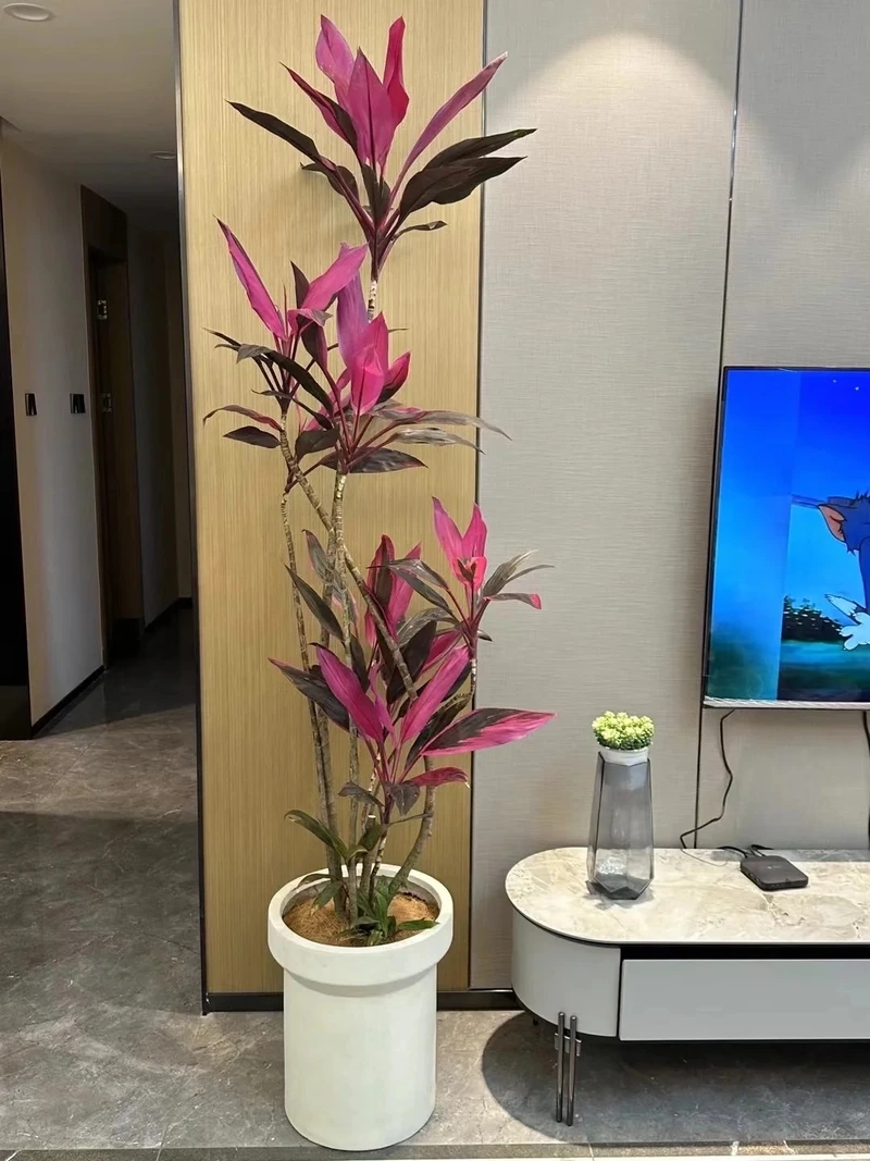 Phòng khách sang trọng cùng cây Huyết Dụ đặt phòng khách