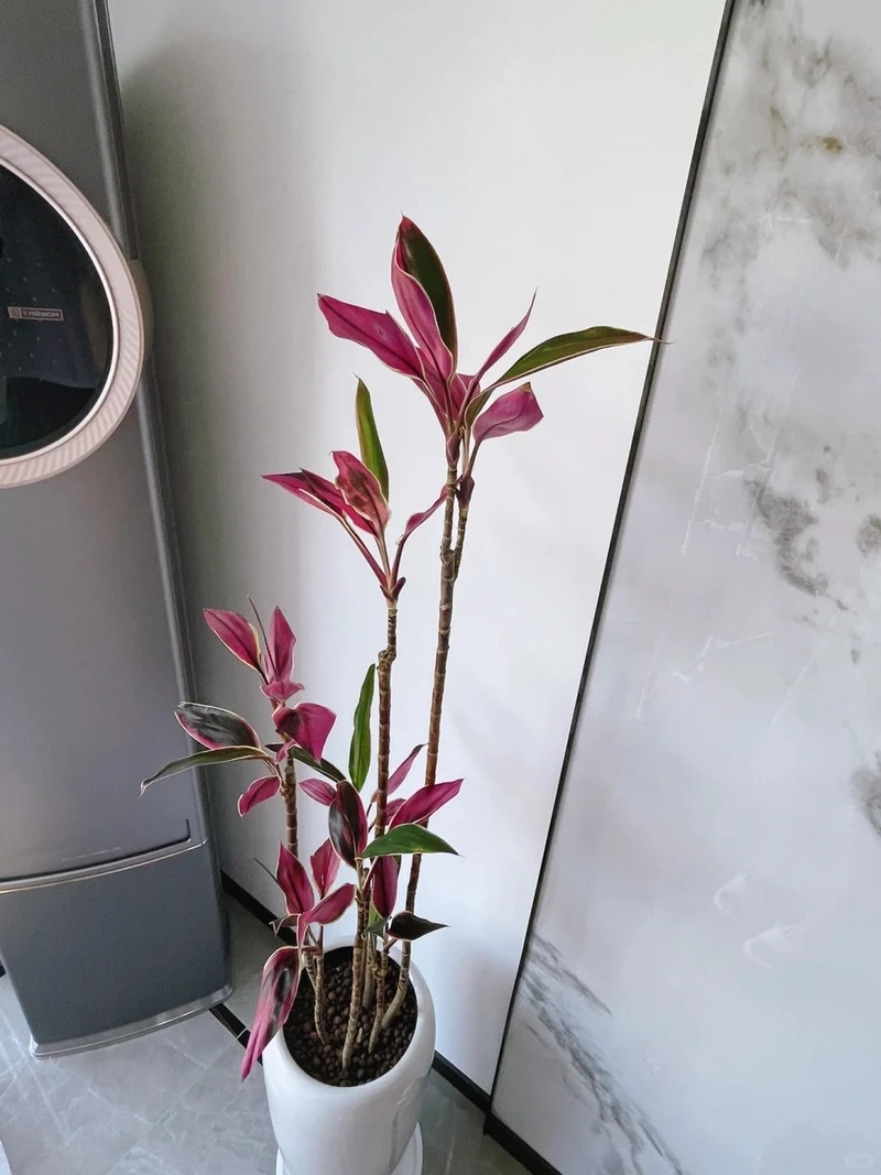 Giải đáp chi tiết về cây Huyết Dụ hợp mệnh gì