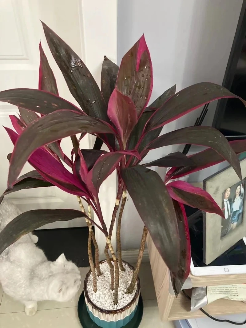 Trang trí không gian xanh với cây Huyết Dụ làm cảnh