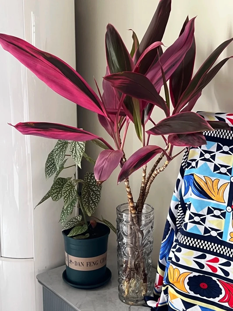 Không gian làm việc đẹp nhờ cây Huyết Dụ văn phòng