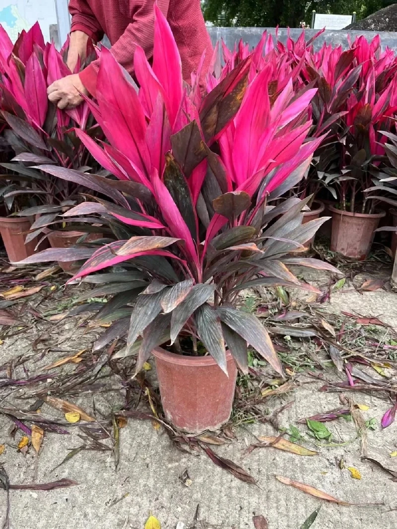 Mang năng lượng tích cực từ cây Huyết Dụ may mắn