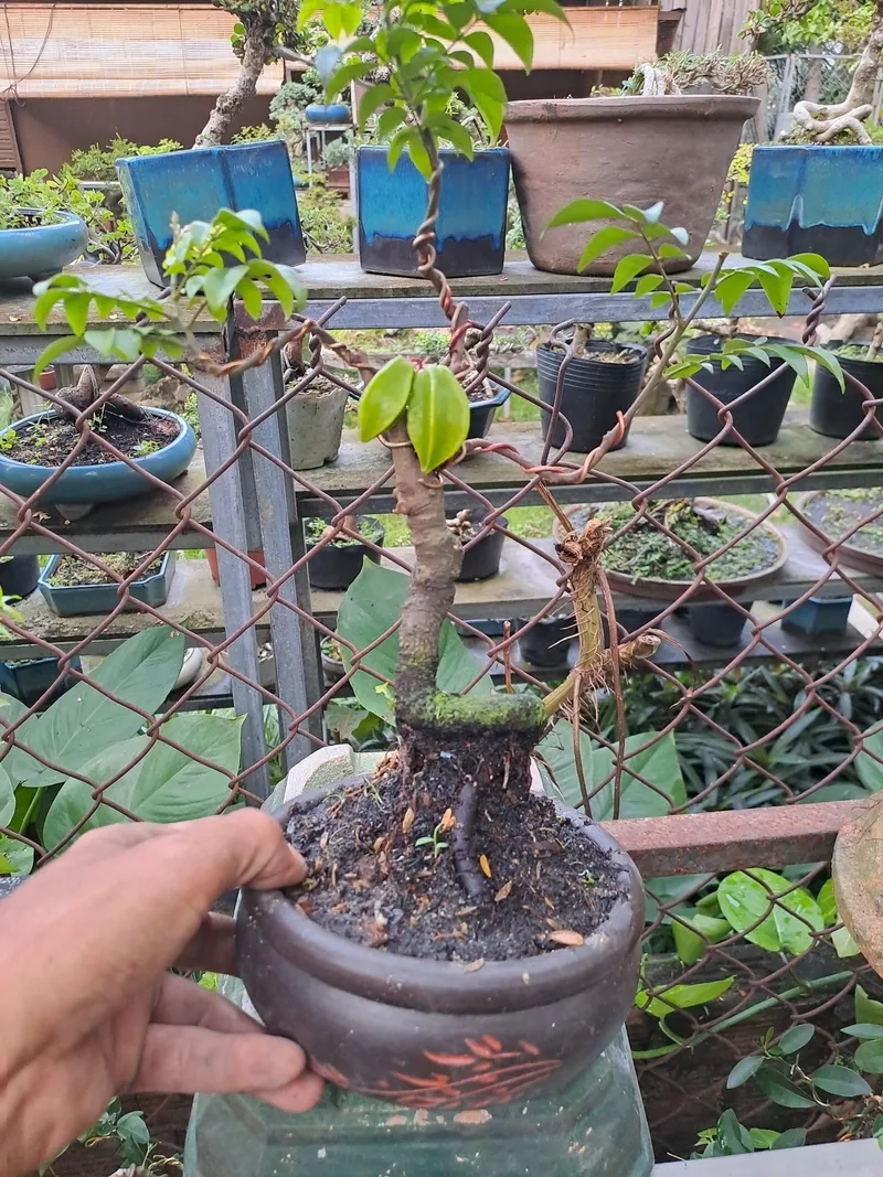 Kiểu khế ngọt bonsai sai quả