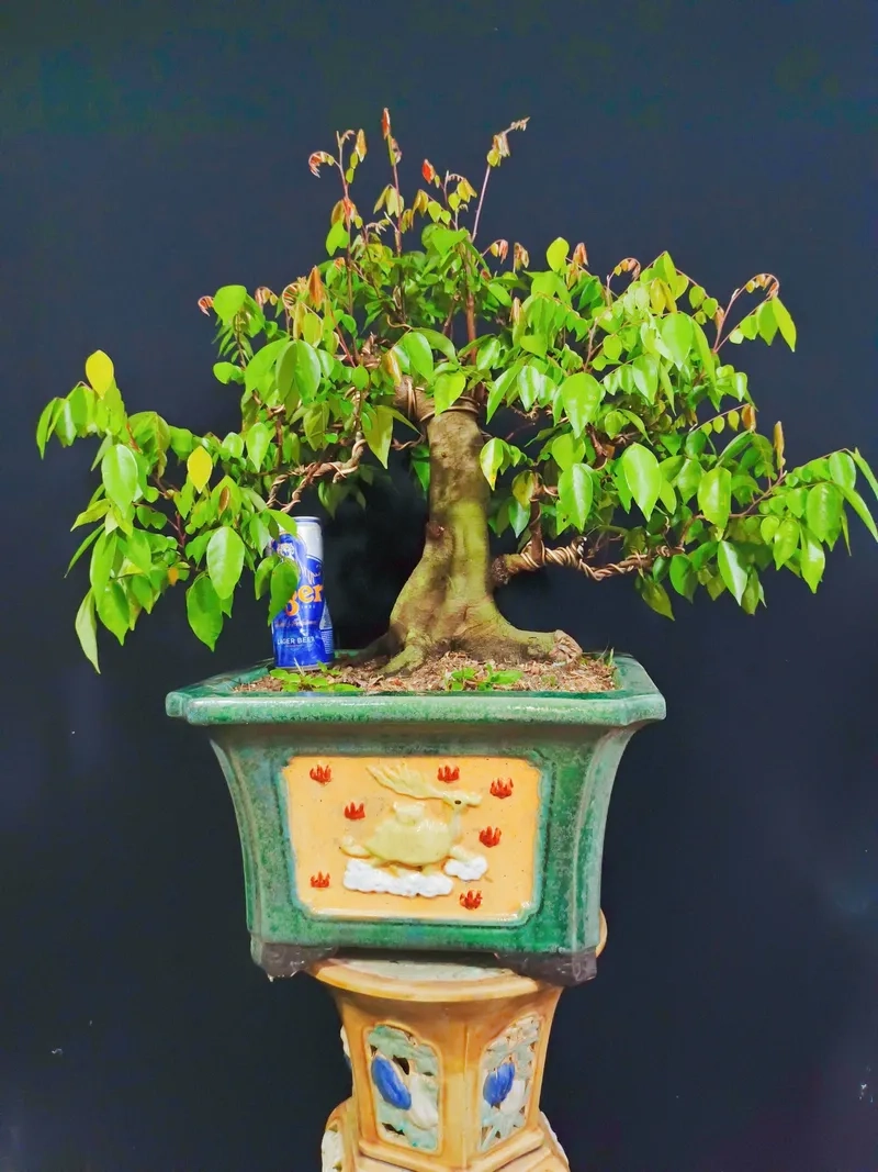 Tác phẩm cây khế gân bonsai cổ