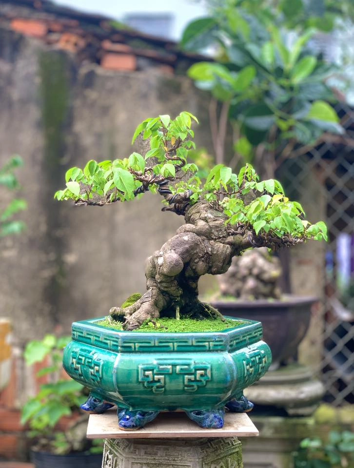 Xem giá cây khế bonsai mới