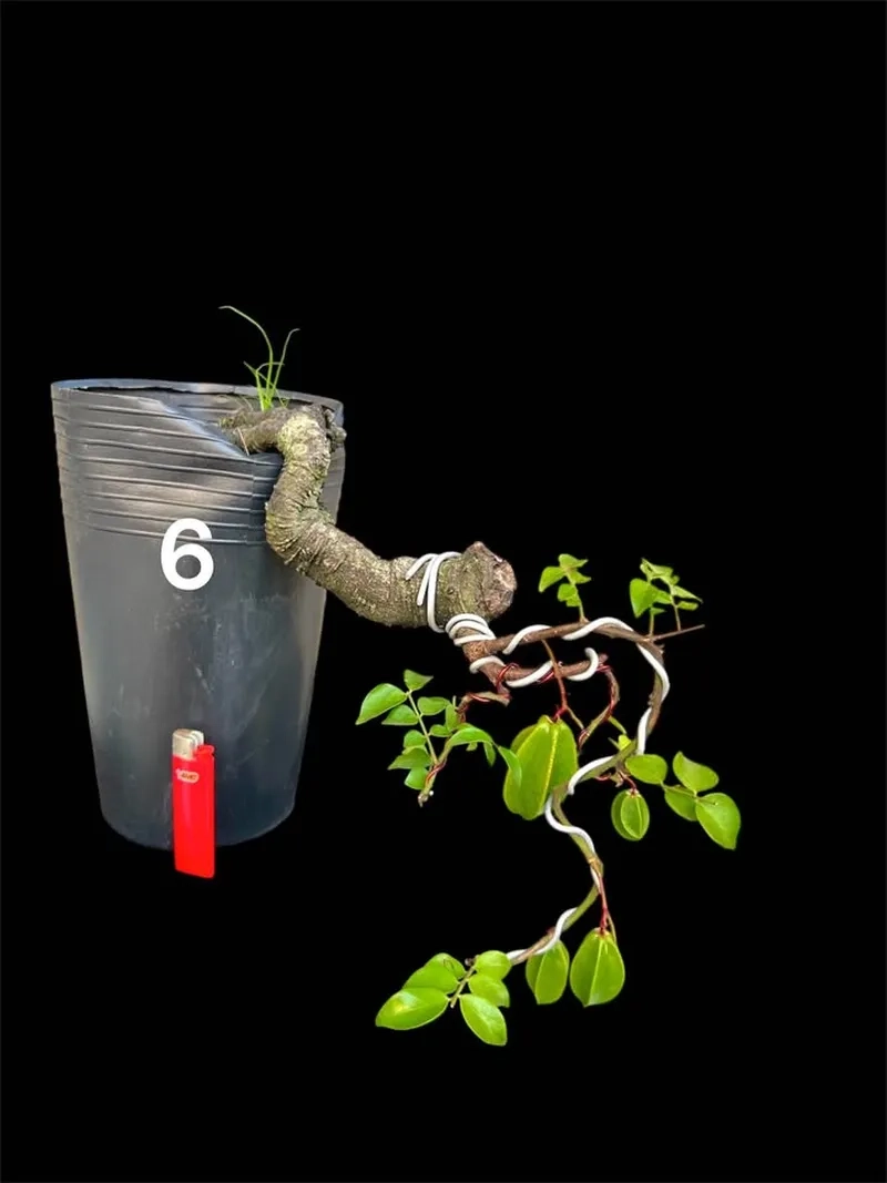 Mẫu khế bonsai để bàn xinh