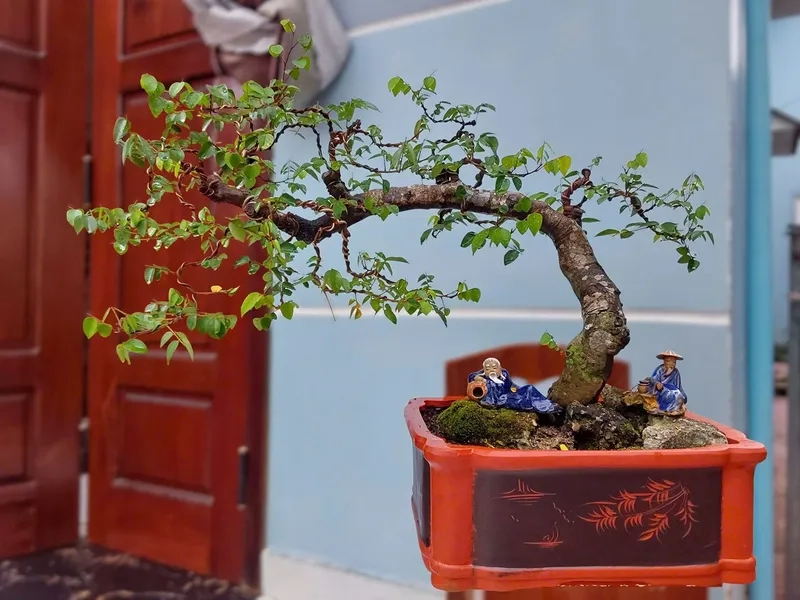 Gốc khế gân Bình Tân đẳng cấp