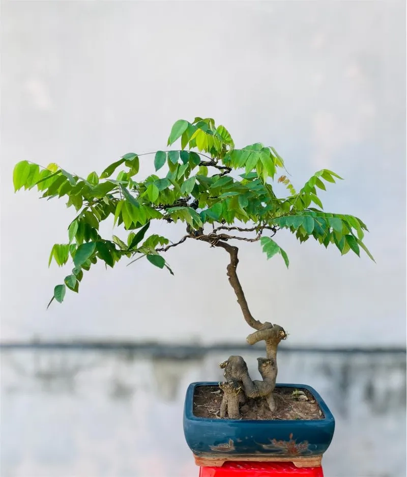 Kỹ thuật tỉa cành khế chuẩn phom