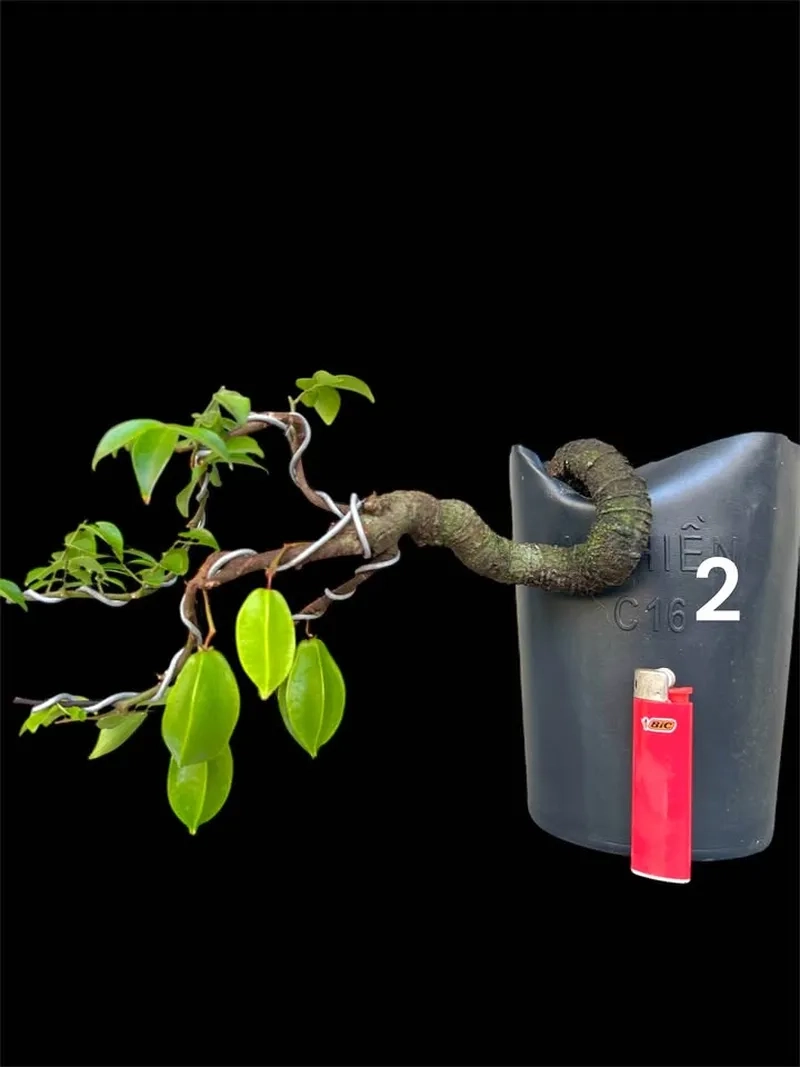 Cách thay chậu cây khế an toàn