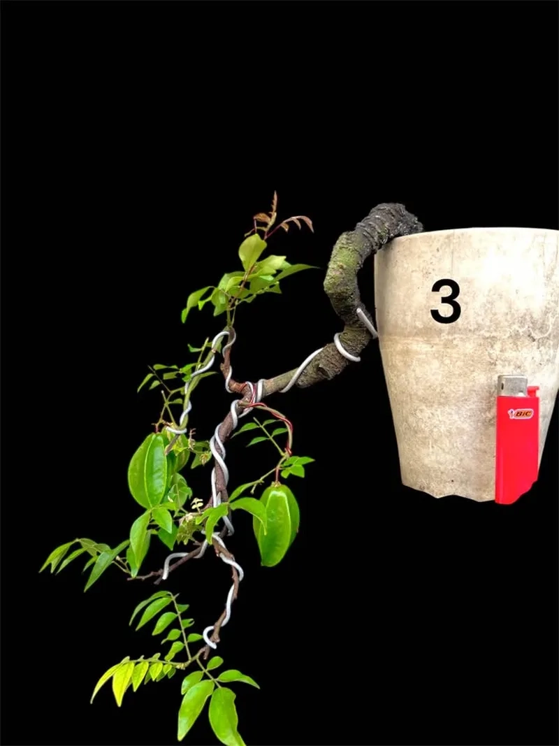 Mẫu khế bonsai nghệ thuật chất