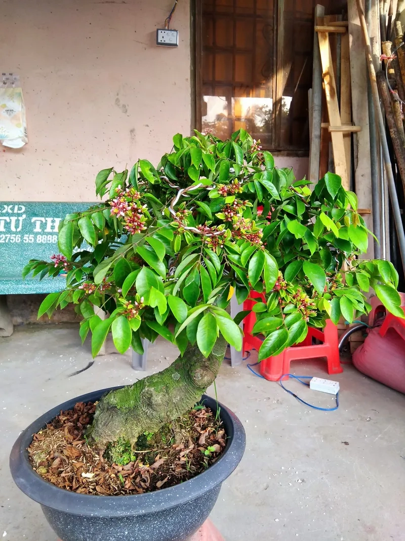 Mẹo cách làm khế ra quả hay