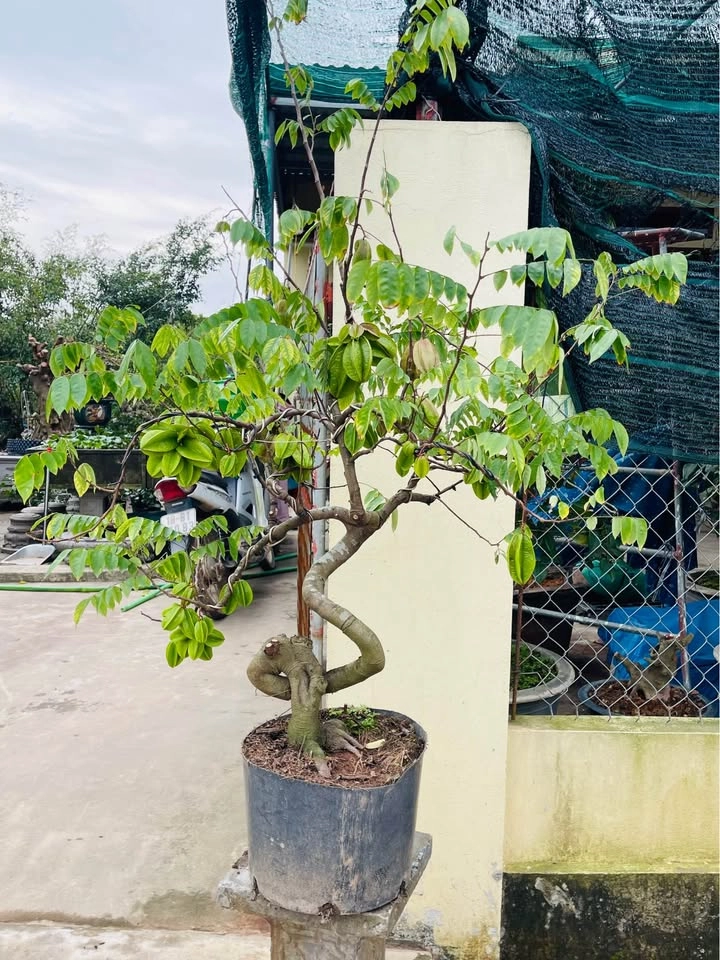 Gốc khế cổ thụ đẹp sần sùi