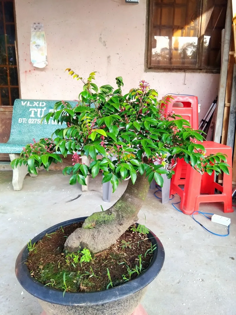 Mẹo chăm sóc khế bonsai tốt
