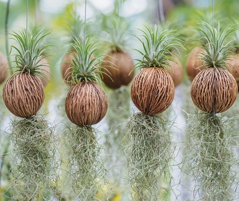 Cây không khí treo tạo điểm nhấn xanh nhẹ nhàng