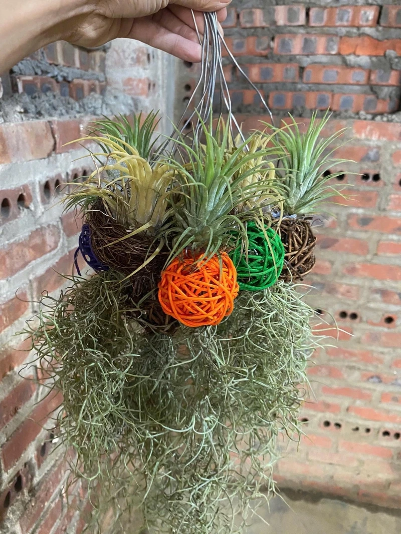 Cây không khí trang trí làm mới không gian sống