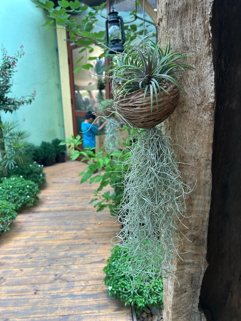 Cây không khí phong thủy mang năng lượng tích cực