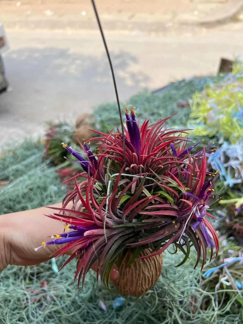 Cây không khí đẹp thu hút ánh nhìn tự nhiên