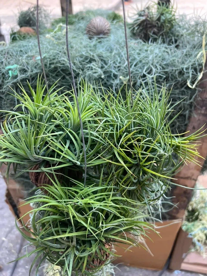 Cây không khí decor hợp xu hướng hiện đại