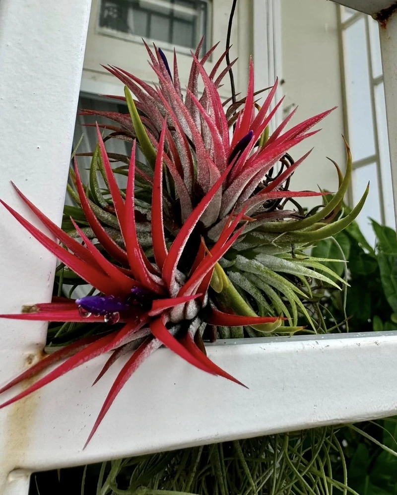 Cây không khí treo cửa sổ đón nắng gió nhẹ