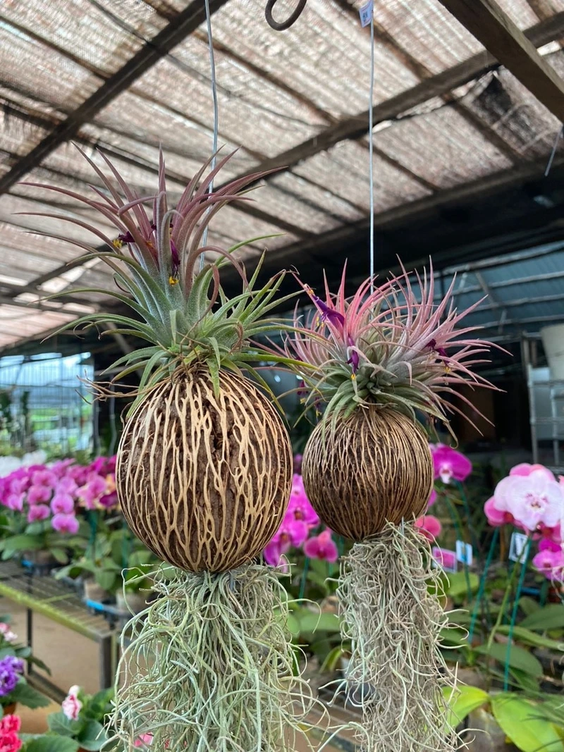 Cây không khí trang trí nhà phù hợp nhiều phong cách