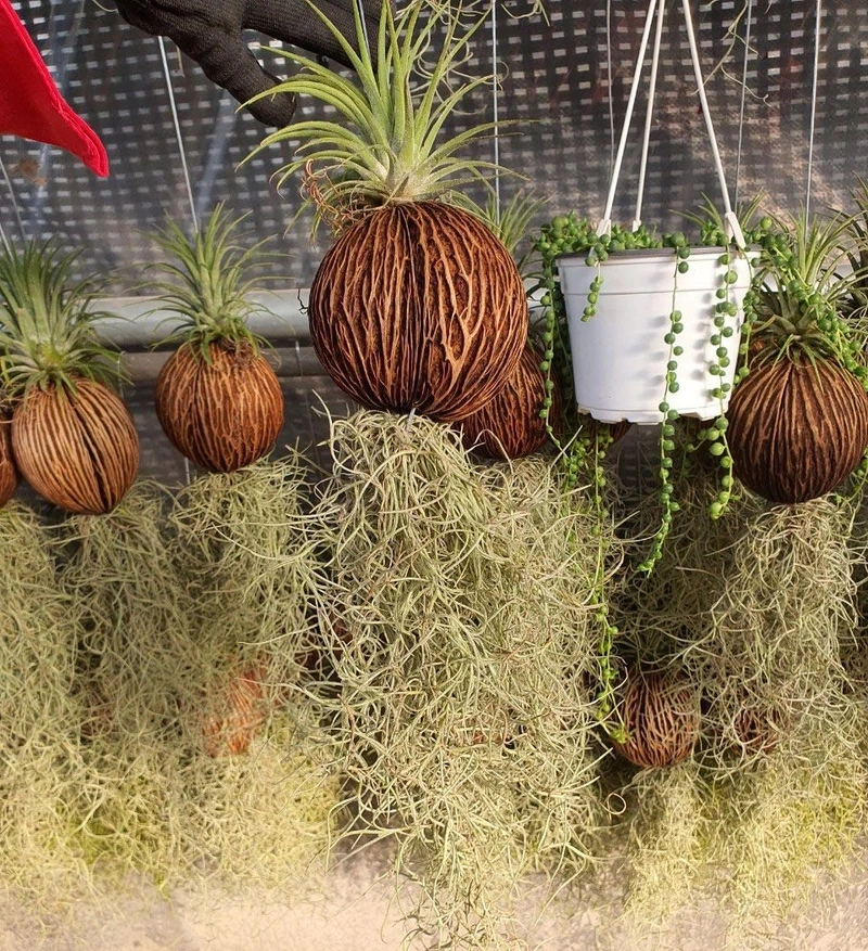 Cây không khí nghệ thuật mang nét sáng tạo riêng