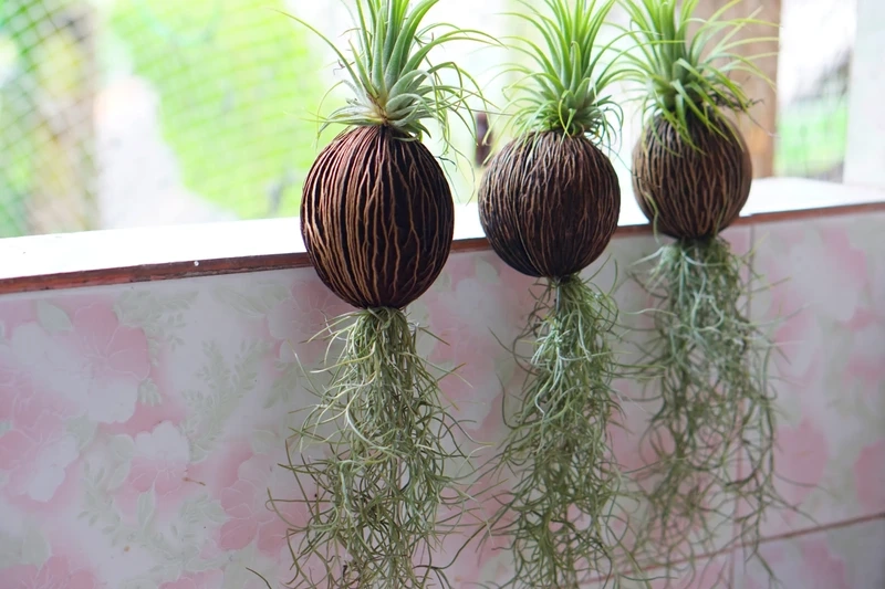 Cây không khí setup decor dễ phối đồ nội thất