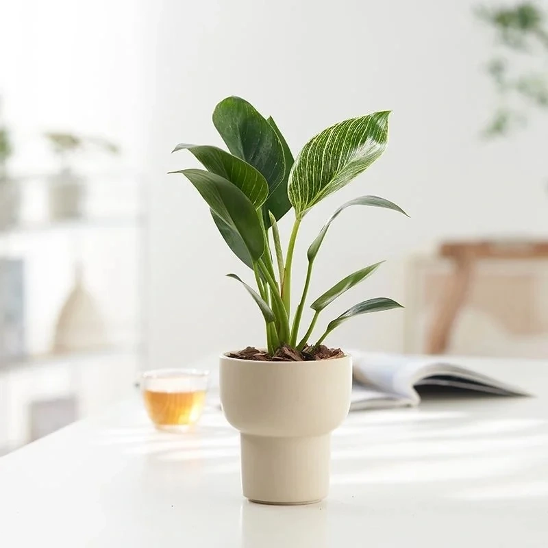 Góc làm việc tinh tế với cây Kim Cương để bàn