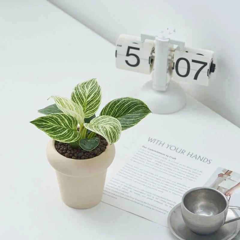 Không gian hài hòa nhờ cây Kim Cương phong thủy