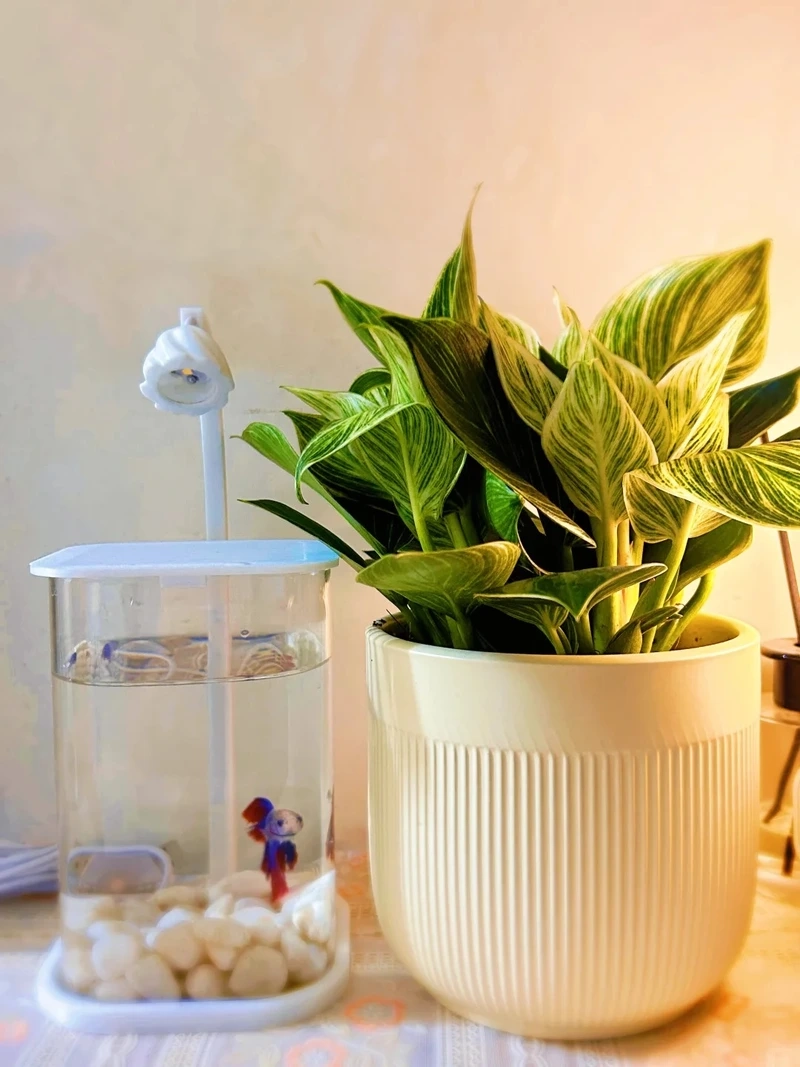 Không gian sống xanh với cây Kim Cương trong nhà