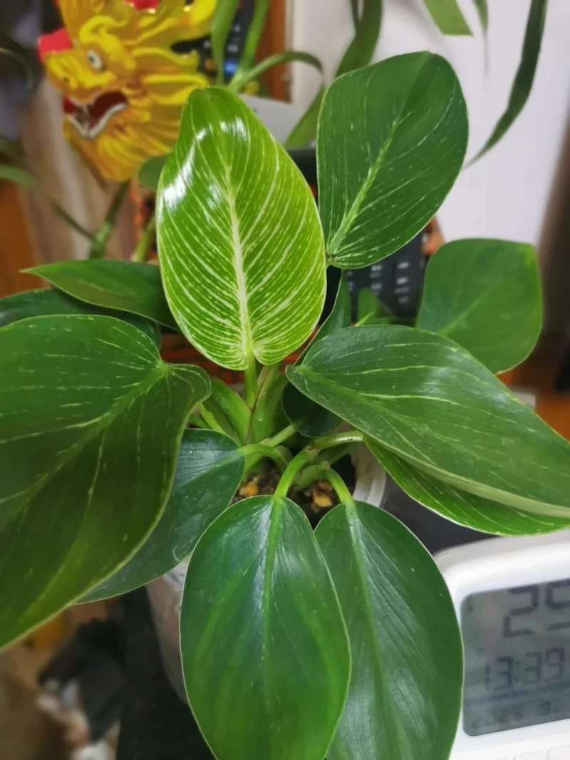 Trang trí hiện đại bằng cây Kim Cương trang trí