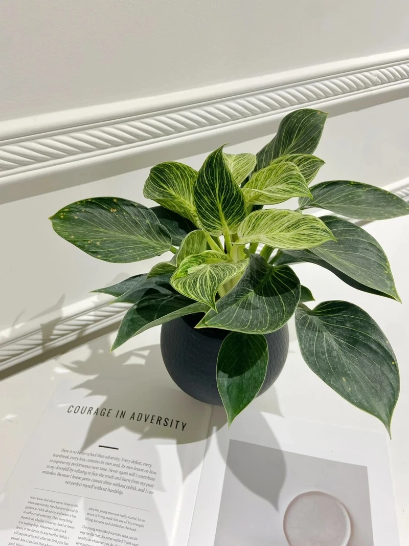 Góc học tập gọn gàng cùng cây Kim Cương để bàn học