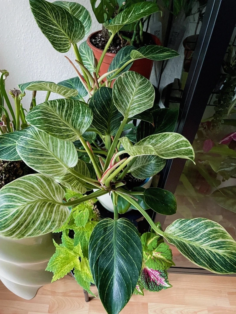 Không gian ấm cúng với cây Kim Cương decor phòng