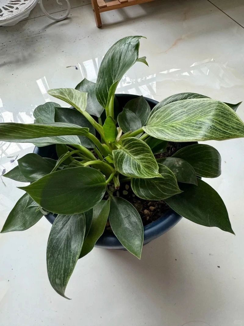 Người bận rộn hợp cây Kim Cương dễ chăm sóc