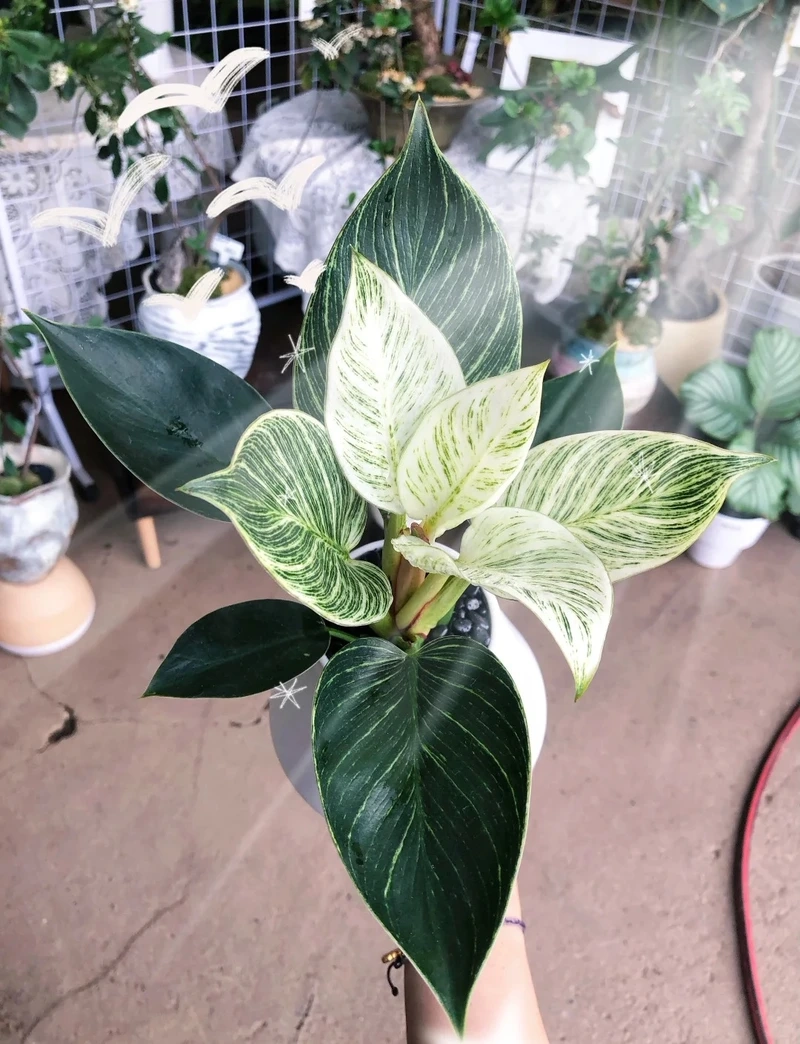 Không gian tươi mới từ cây Kim Cương xanh tốt