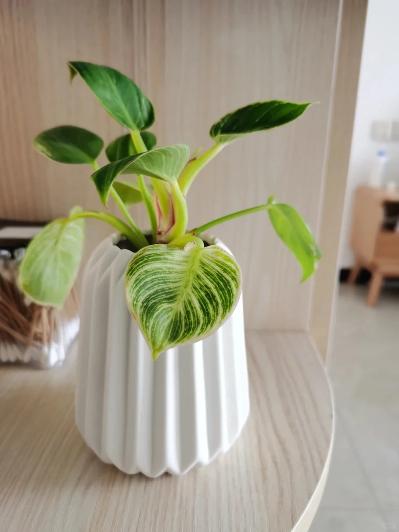 Không gian công sở hợp cây Kim Cương văn phòng