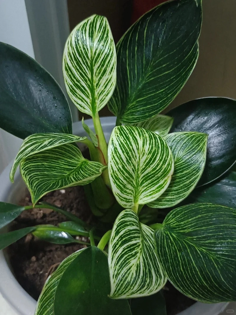 Thanh lọc không khí cùng cây Kim Cương lọc không khí