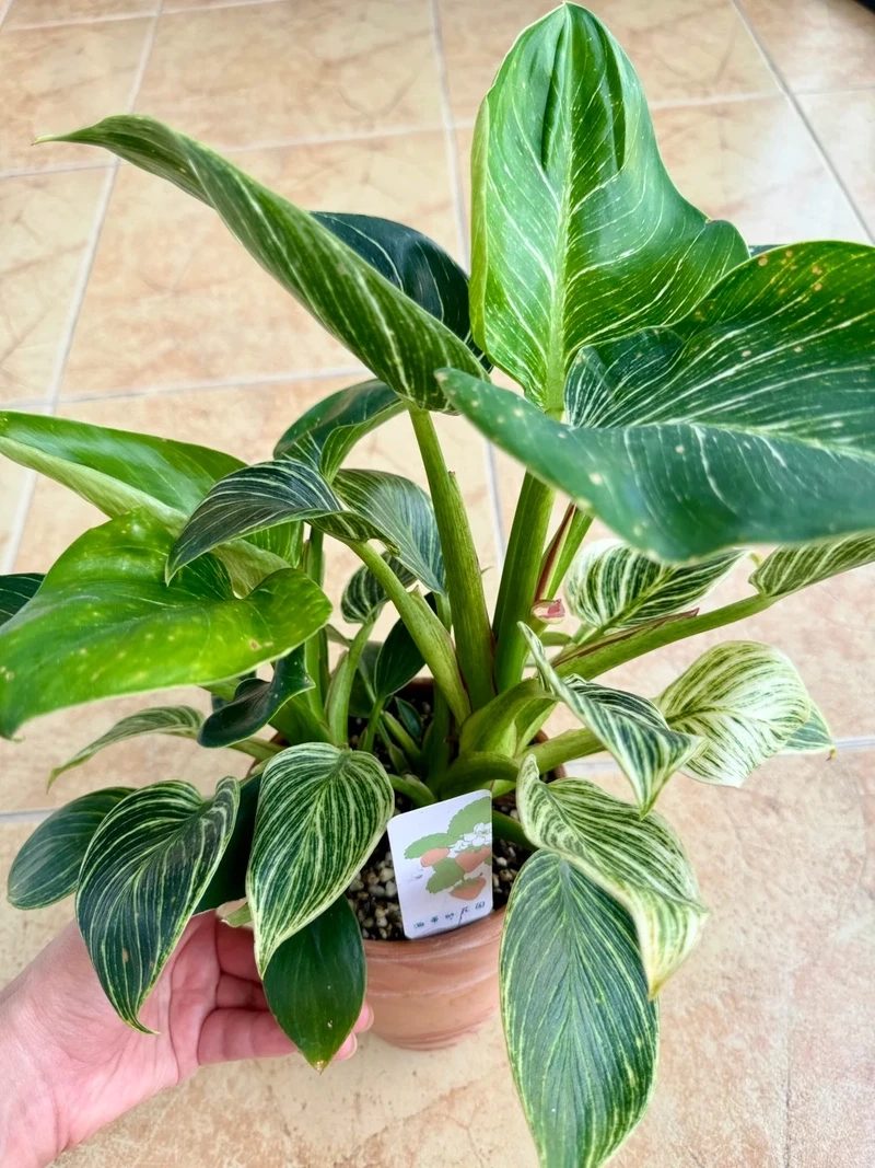 Trang trí lâu dài nhờ cây Kim Cương sống lâu