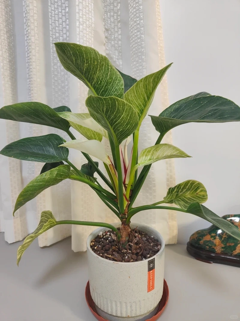 Nhiều người quan tâm cây Kim Cương hợp mệnh