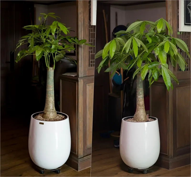 Trang trí nhà đẹp nhờ cây kim ngân lượng may mắn