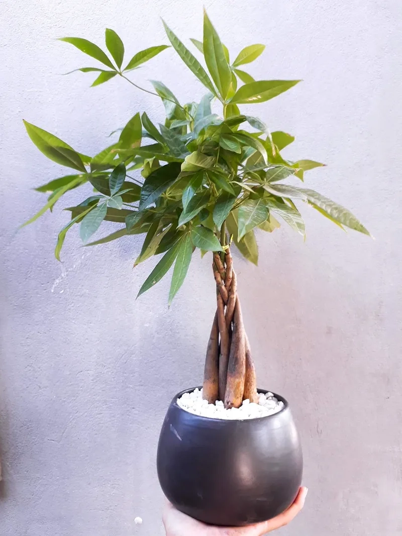 Bài trí hài hòa cùng chậu cây kim ngân xinh