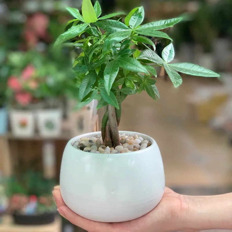 Bàn làm việc nổi bật với chậu cây kim ngân để bàn