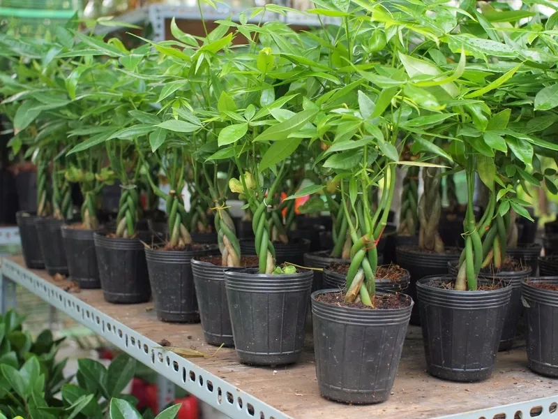 Góc nhỏ thêm sinh khí cùng chậu kim ngân để bàn