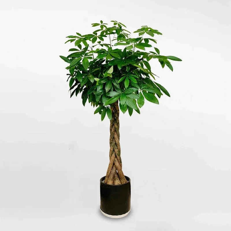 Không gian thư giãn hơn nhờ cây cảnh kim ngân