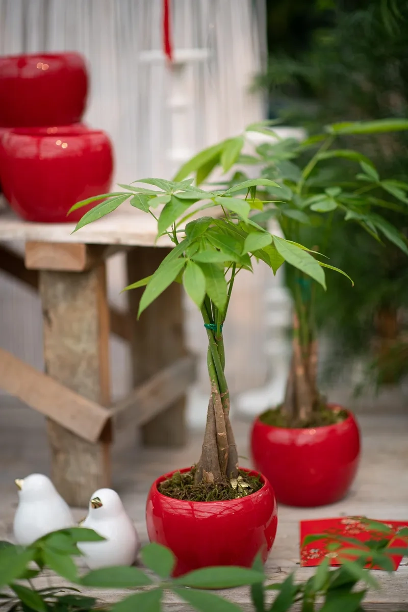 Nghệ thuật xanh tinh tế từ cây kim ngân bonsai