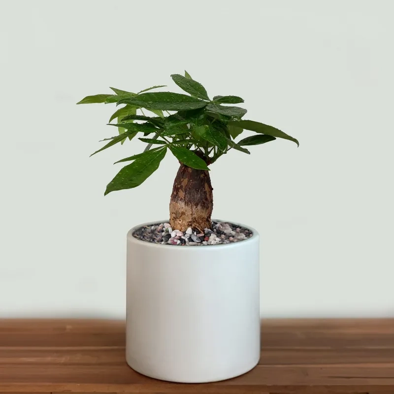 Tìm hiểu nhanh cây kim ngân có mấy loại phổ biến