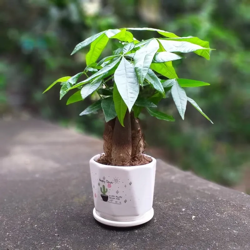 Lựa chọn tiết kiệm từ cây kim ngân giá rẻ đẹp