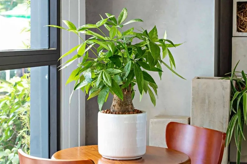 Thu hút tài lộc với cây kim ngân phong thủy