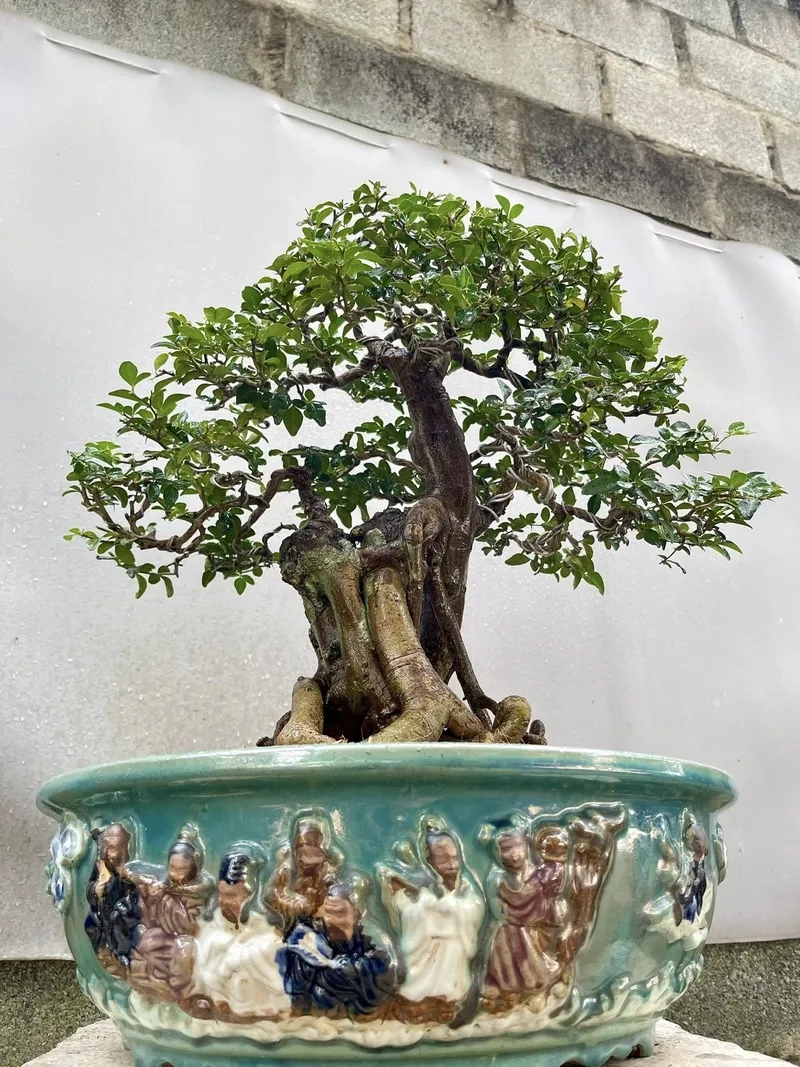 Chậu kim quýt để bàn nhỏ xinh