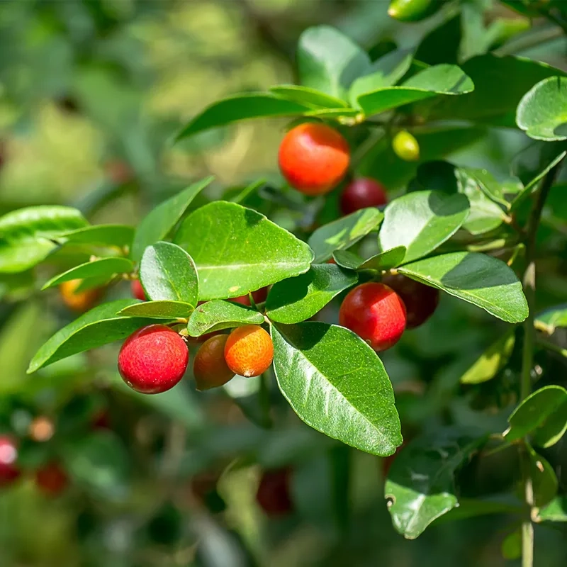 Thế kim quýt dáng trực uy nghi