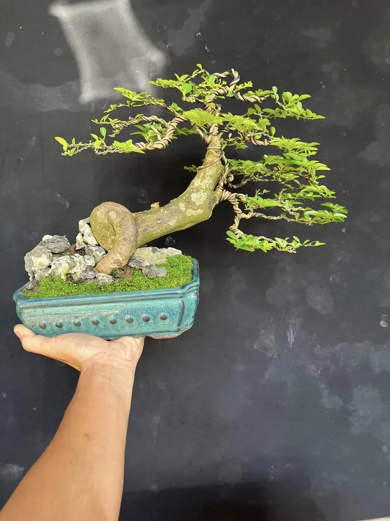 Mẹo thay chậu kim quýt an toàn