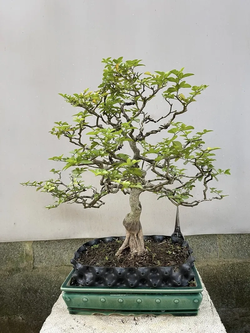 Tham khảo giá cây kim quýt mới